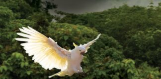 EsselWorld Bird Park’s Celebirdy LIVE is back with season 2